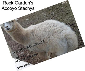 Rock Garden\'s Accoyo Stachys