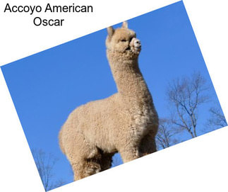 Accoyo American Oscar