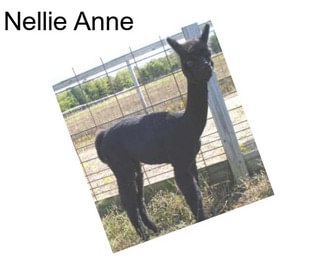 Nellie Anne