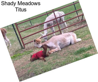 Shady Meadows Titus