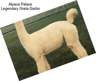 Alpaca Palace Legendary Greta Garbo