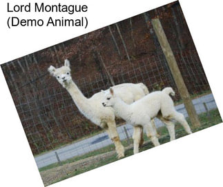 Lord Montague (Demo Animal)