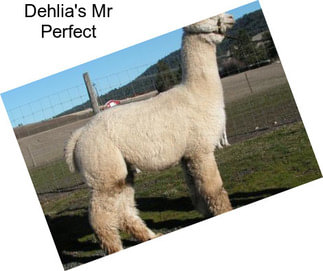 Dehlia\'s Mr Perfect