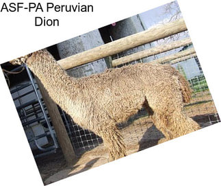 ASF-PA Peruvian Dion