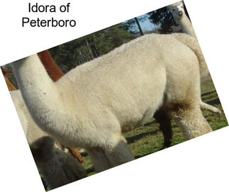 Idora of Peterboro