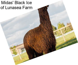 Midas\' Black Ice of Lunasea Farm