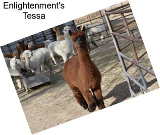 Enlightenment\'s Tessa