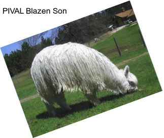 PIVAL Blazen Son