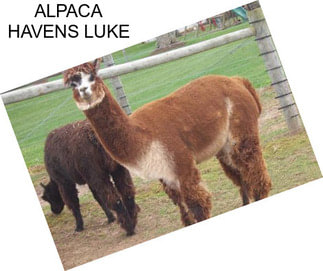 ALPACA HAVENS LUKE