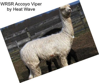 WRSR Accoyo Viper by Heat Wave