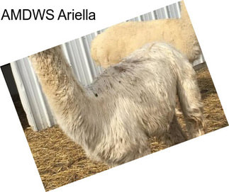 AMDWS Ariella