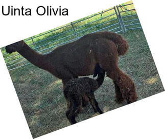 Uinta Olivia