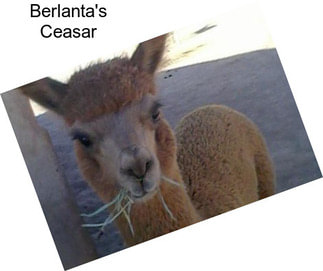 Berlanta\'s Ceasar