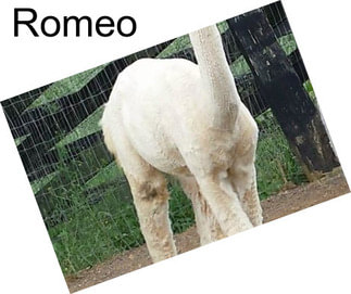 Romeo