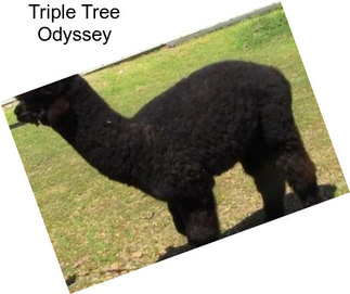 Triple Tree Odyssey