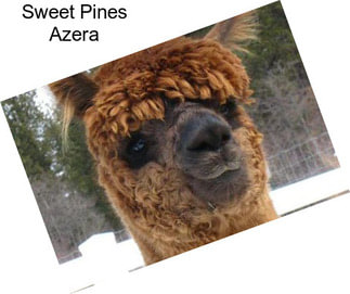 Sweet Pines Azera