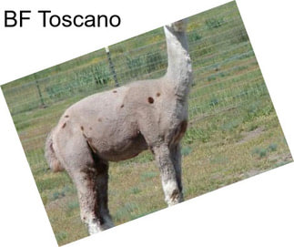 BF Toscano