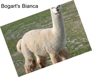 Bogart\'s Bianca