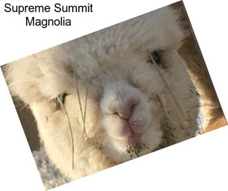 Supreme Summit Magnolia