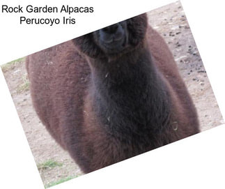 Rock Garden Alpacas Perucoyo Iris