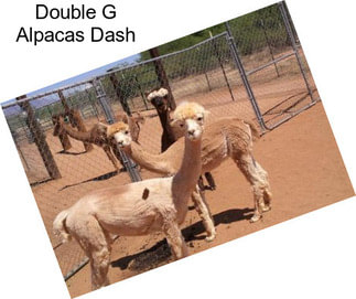 Double G Alpacas Dash