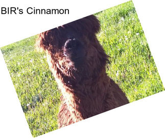 BIR\'s Cinnamon