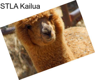 STLA Kailua