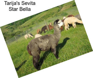 Tarija\'s Sevita Star Bella