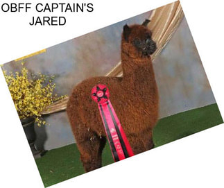 OBFF CAPTAIN\'S JARED