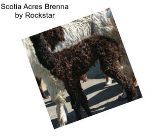 Scotia Acres Brenna by Rockstar