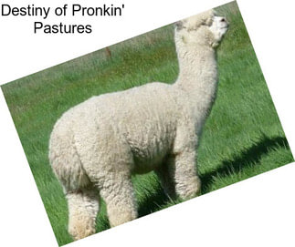 Destiny of Pronkin\' Pastures