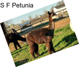 S F Petunia