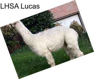 LHSA Lucas