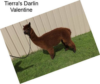 Tierra\'s Darlin Valentine