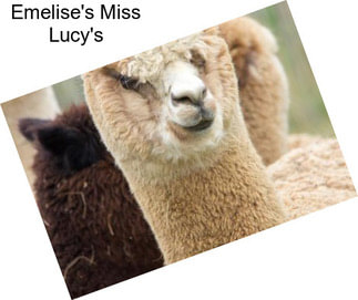 Emelise\'s Miss Lucy\'s