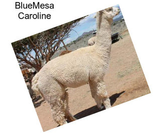 BlueMesa Caroline