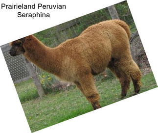 Prairieland Peruvian Seraphina