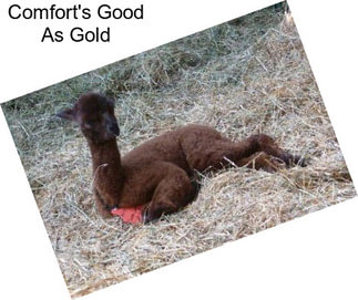 Comfort\'s Good As Gold