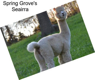 Spring Grove\'s Seairra