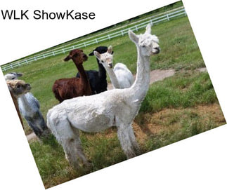 WLK ShowKase