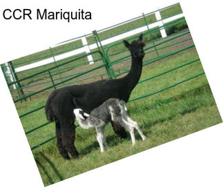 CCR Mariquita