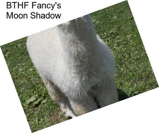 BTHF Fancy\'s Moon Shadow