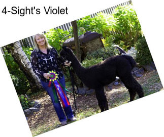 4-Sight\'s Violet