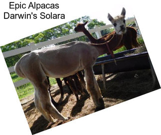 Epic Alpacas Darwin\'s Solara