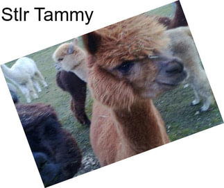 Stlr Tammy