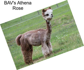 BAV\'s Athena Rose