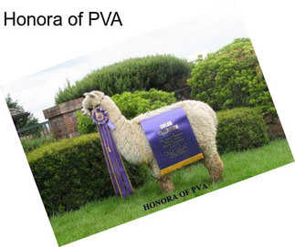 Honora of PVA