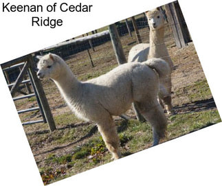 Keenan of Cedar Ridge