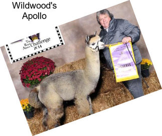 Wildwood\'s Apollo