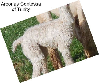 Arconas Contessa of Trinity